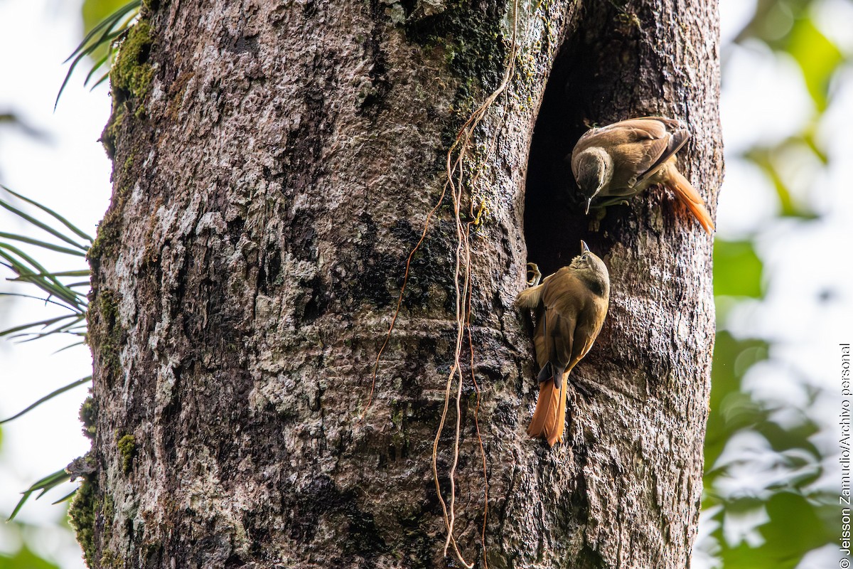 Montane Foliage-gleaner - ML644086480
