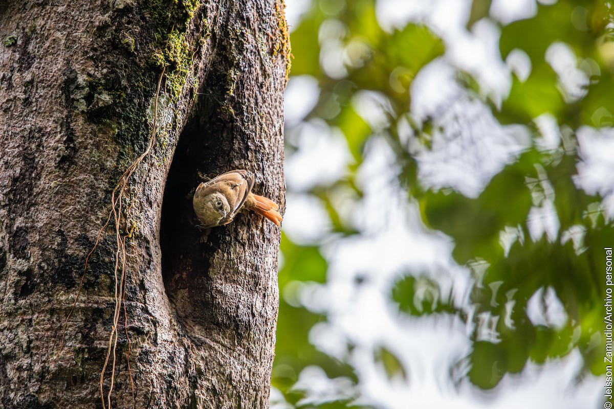 Montane Foliage-gleaner - ML644086481