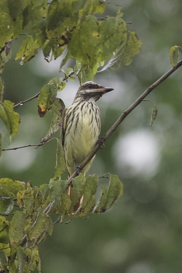 Sulphur-bellied Flycatcher - ML644086496
