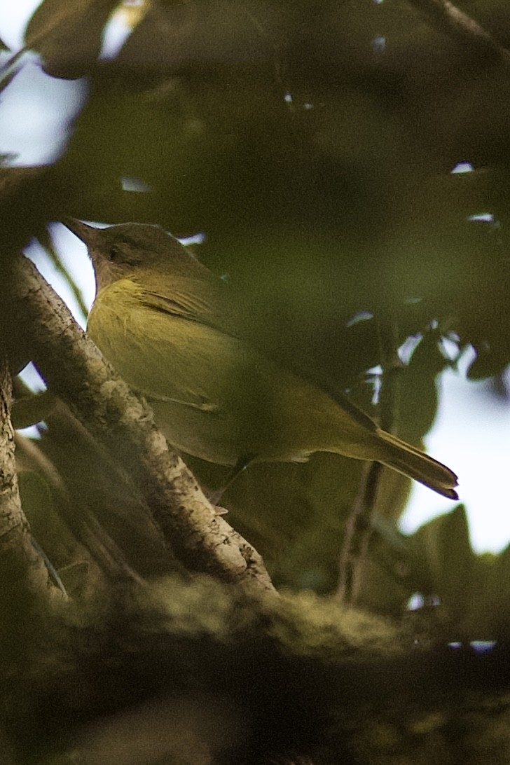 Yellow-green Vireo - ML644086521
