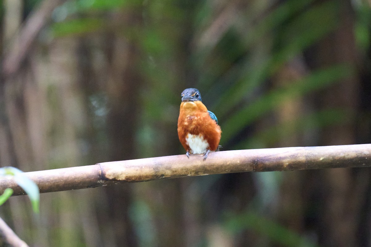 bronseisfugl - ML644086539