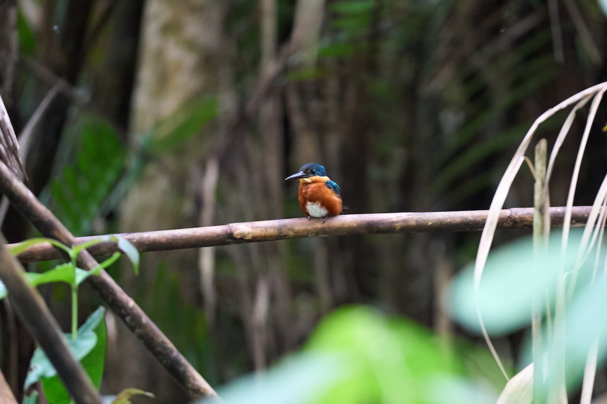 bronseisfugl - ML644086540