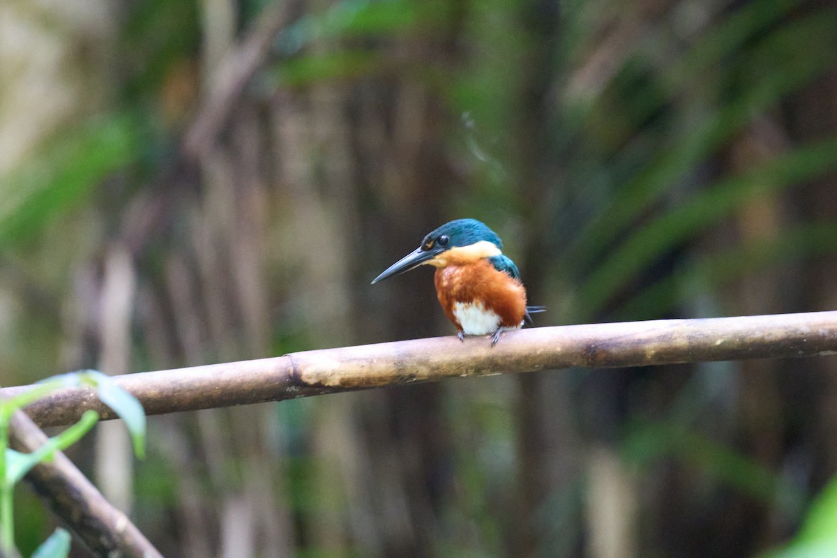 bronseisfugl - ML644086541