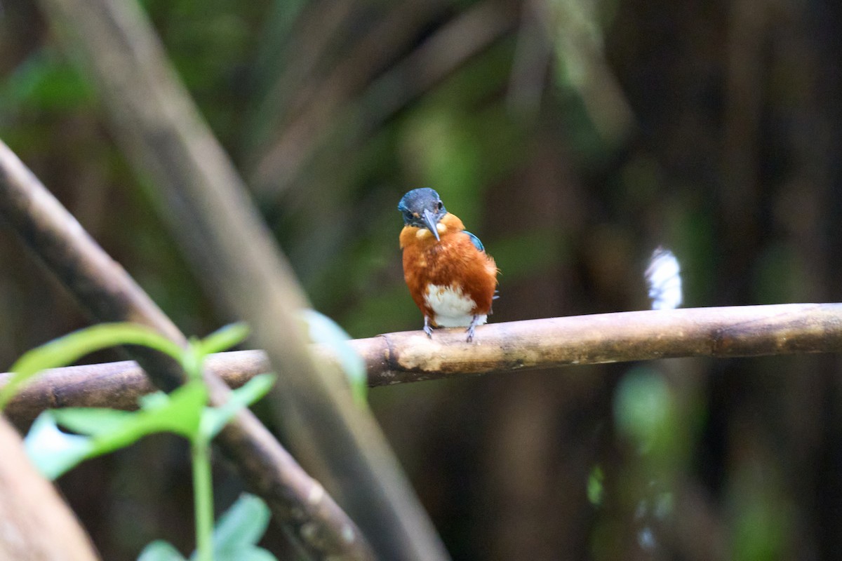 bronseisfugl - ML644086542