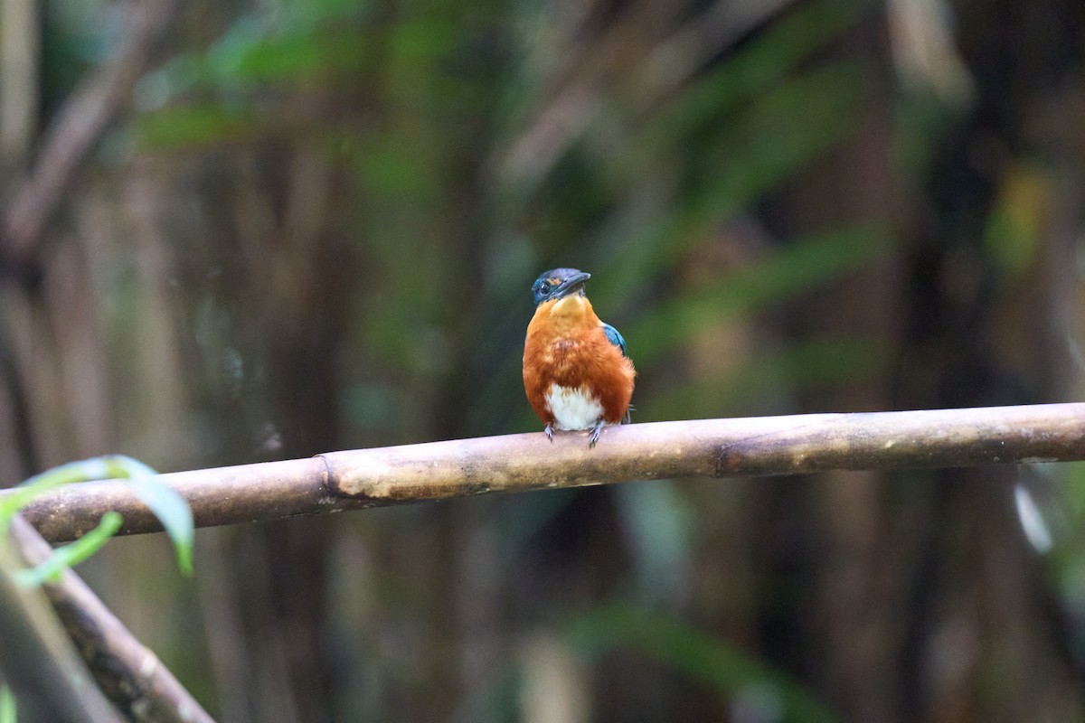 bronseisfugl - ML644086543