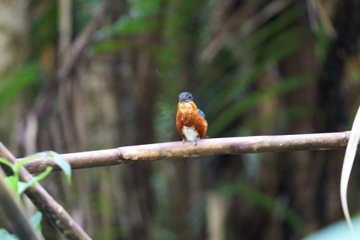 bronseisfugl - ML644086544