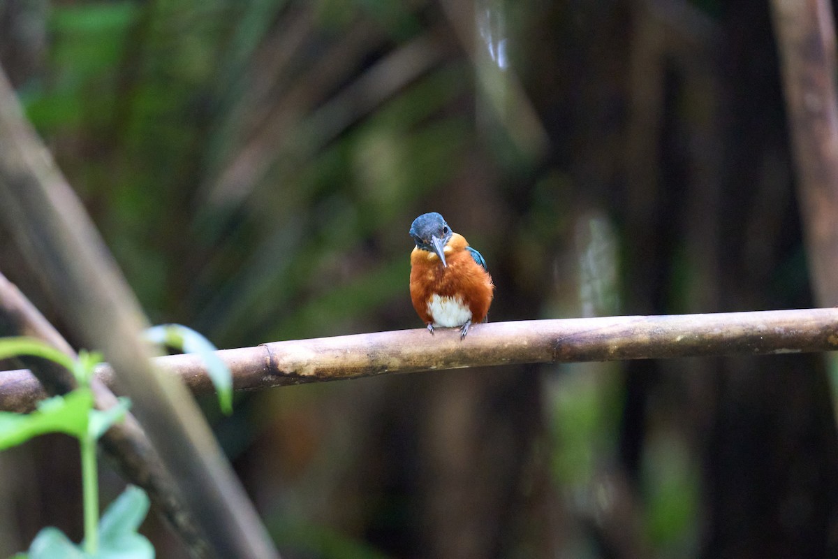 bronseisfugl - ML644086545