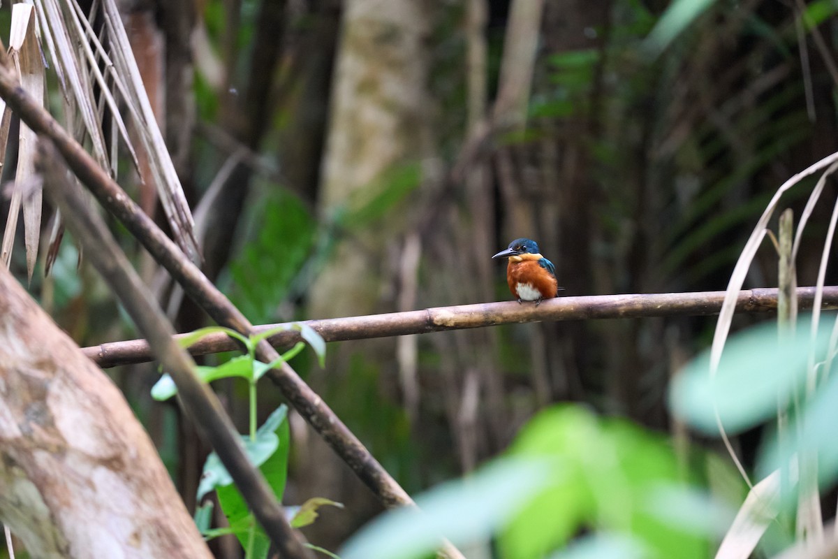 bronseisfugl - ML644086546