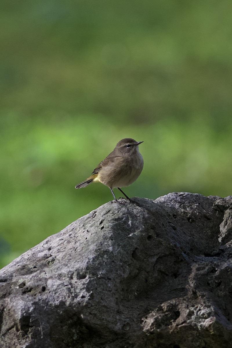 Palm Warbler - ML644086556