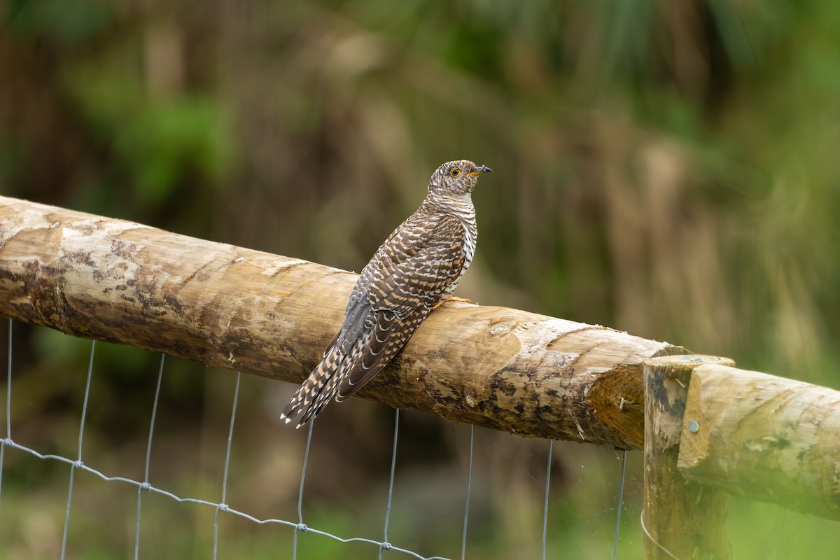 Common Cuckoo - ML644086592