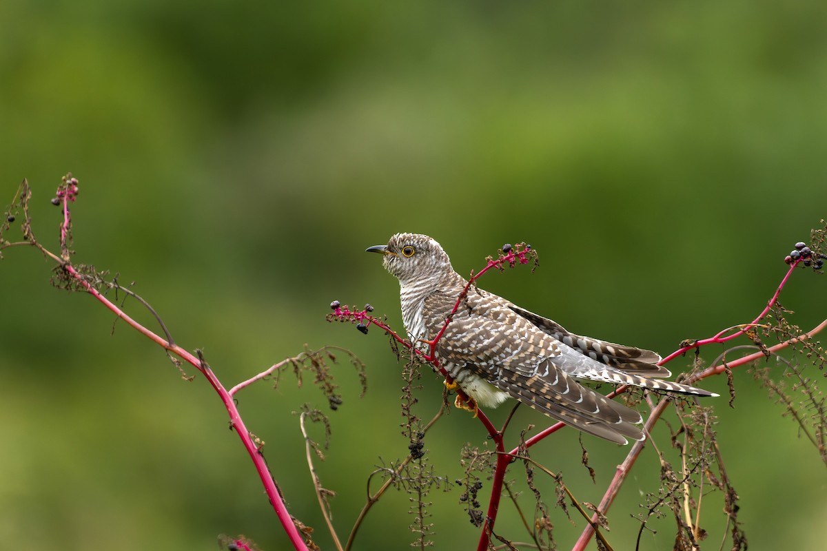 Common Cuckoo - ML644086593