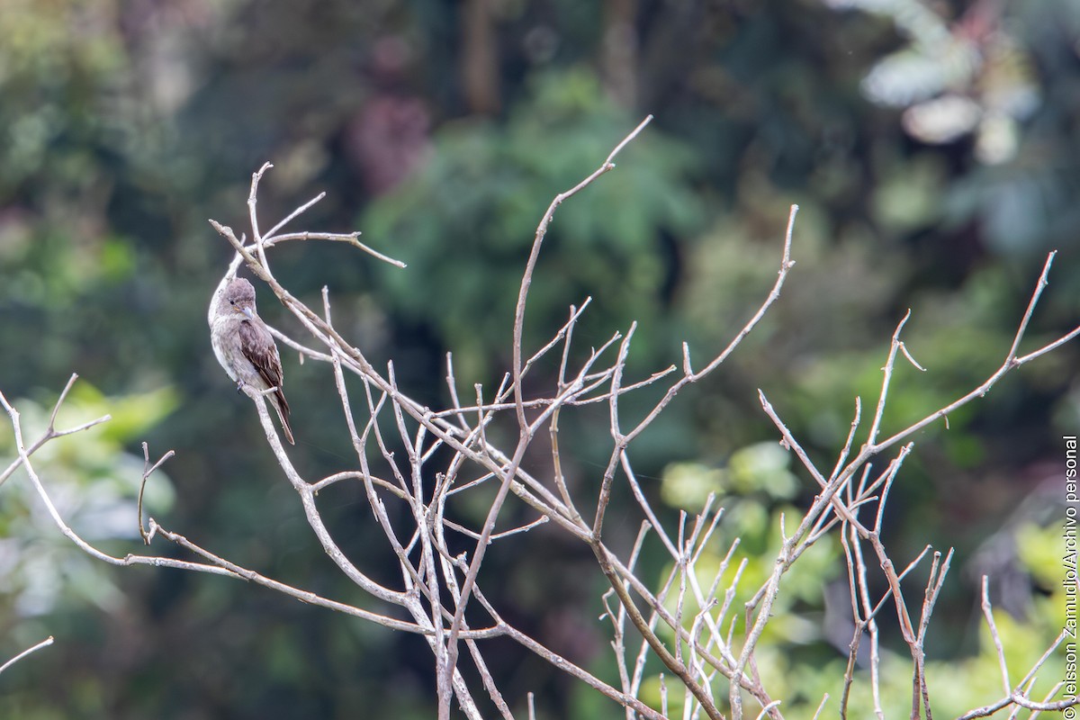 Olive-sided Flycatcher - ML644086598