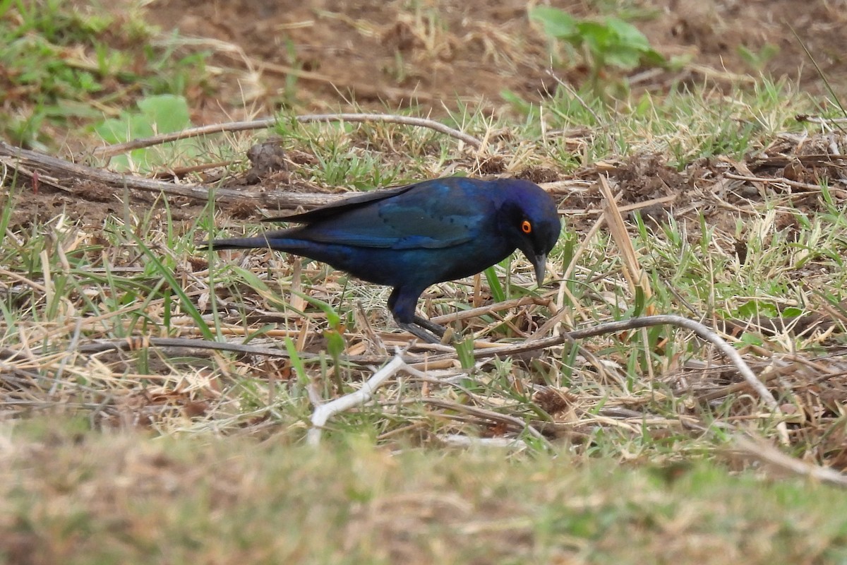 Greater Blue-eared Starling - ML644086614