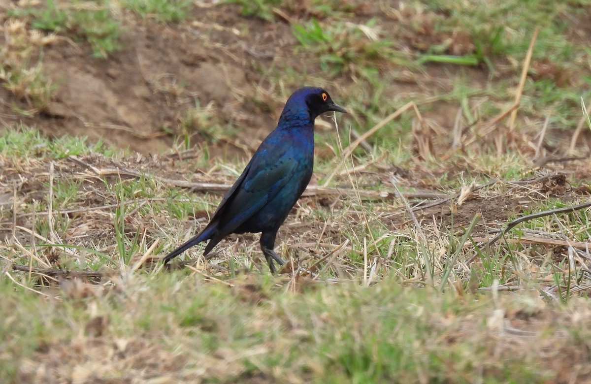 Greater Blue-eared Starling - ML644086618