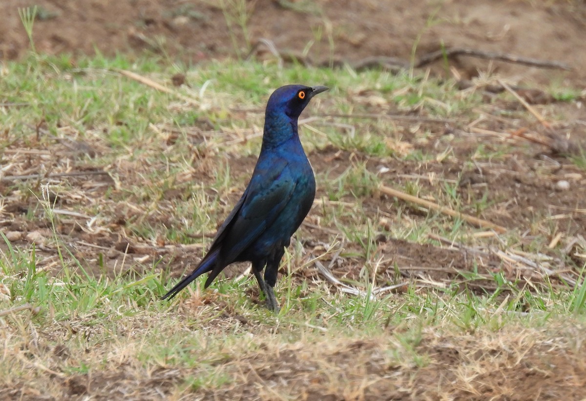 Greater Blue-eared Starling - ML644086620