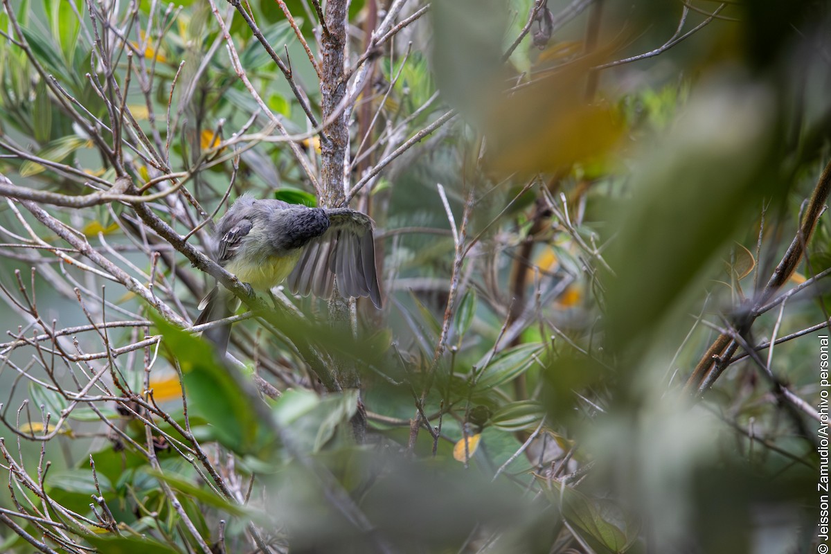 Apical Flycatcher - ML644086639