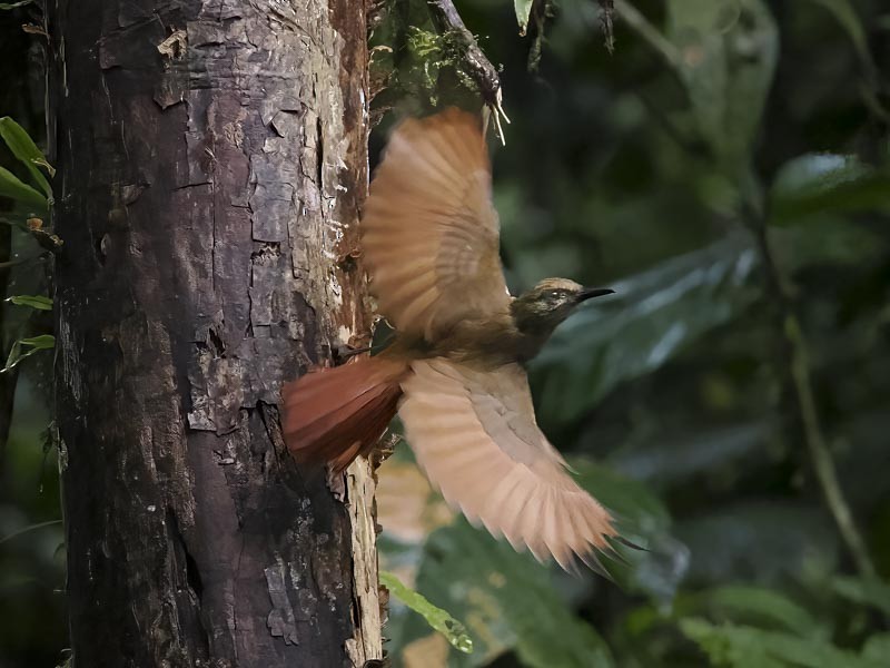 Plain-brown Woodcreeper - ML644086642