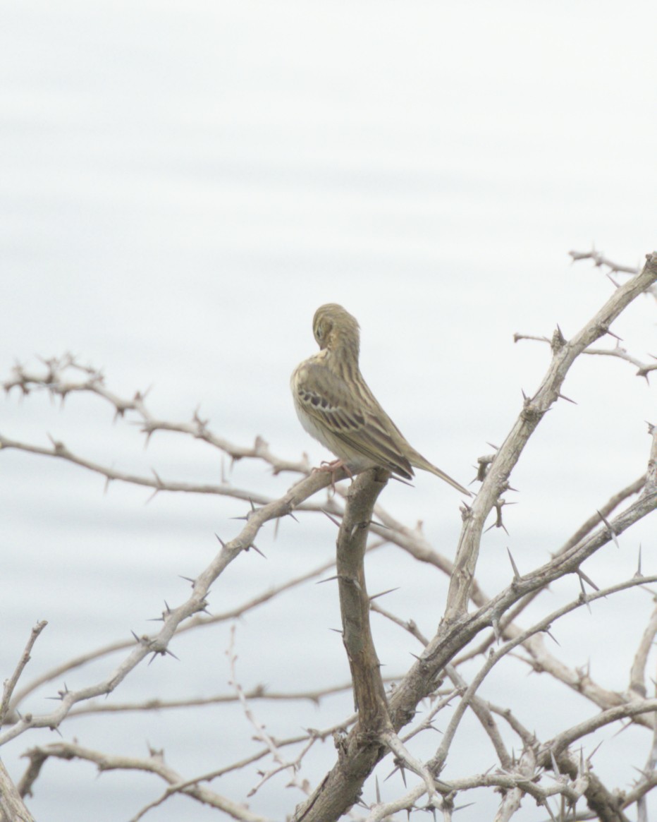 Pipit des arbres - ML644086646