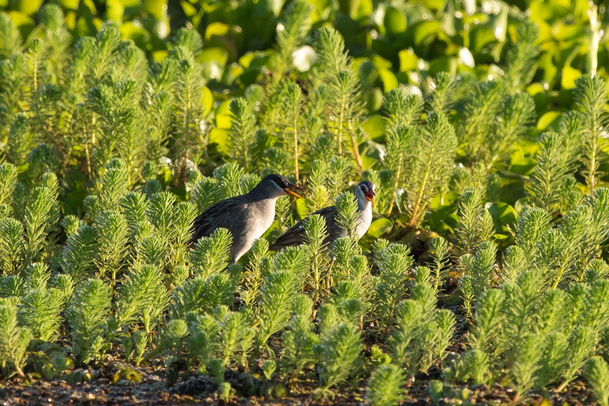 White-browed Crake - ML644086652