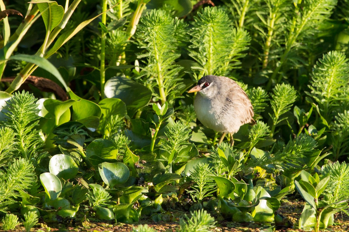 White-browed Crake - ML644086653