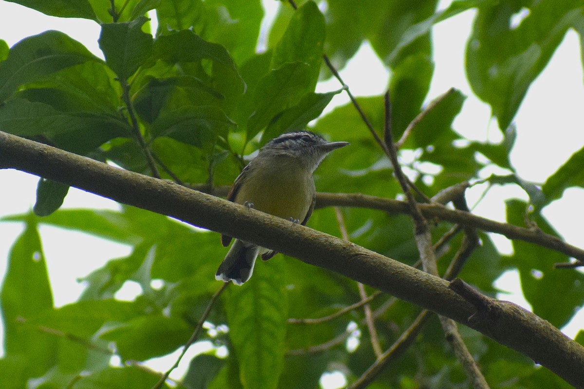 Rufous-margined Antwren - ML644086654