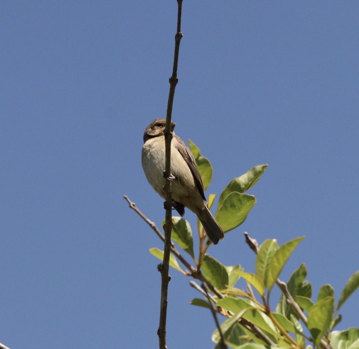 Double-collared Seedeater - ML644086658