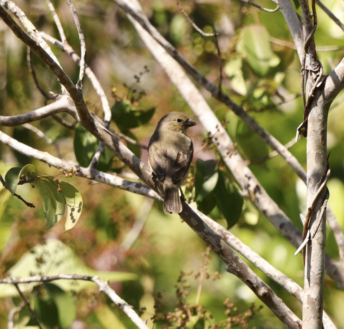 Double-collared Seedeater - ML644086659