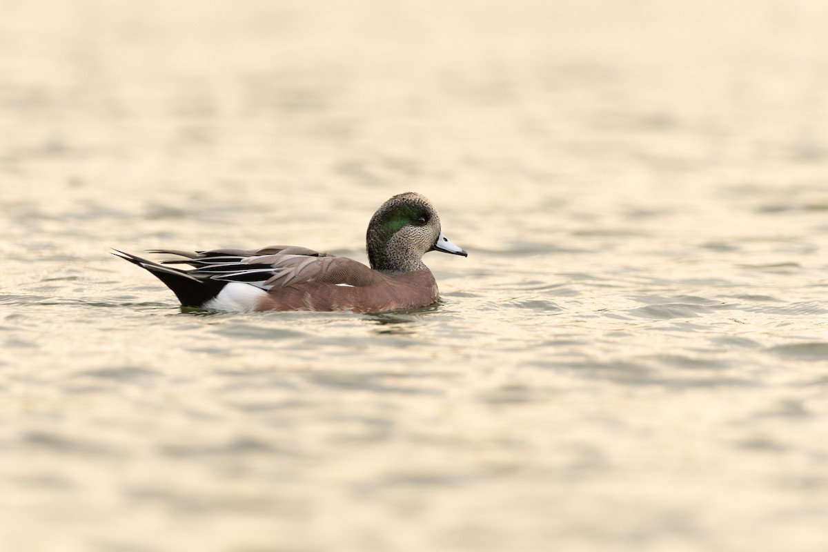 American Wigeon - ML644086673
