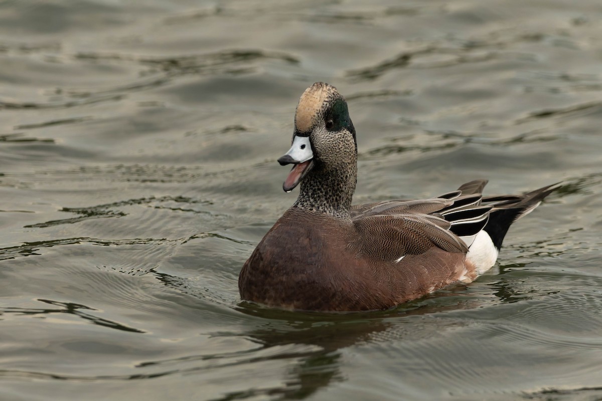 American Wigeon - ML644086674