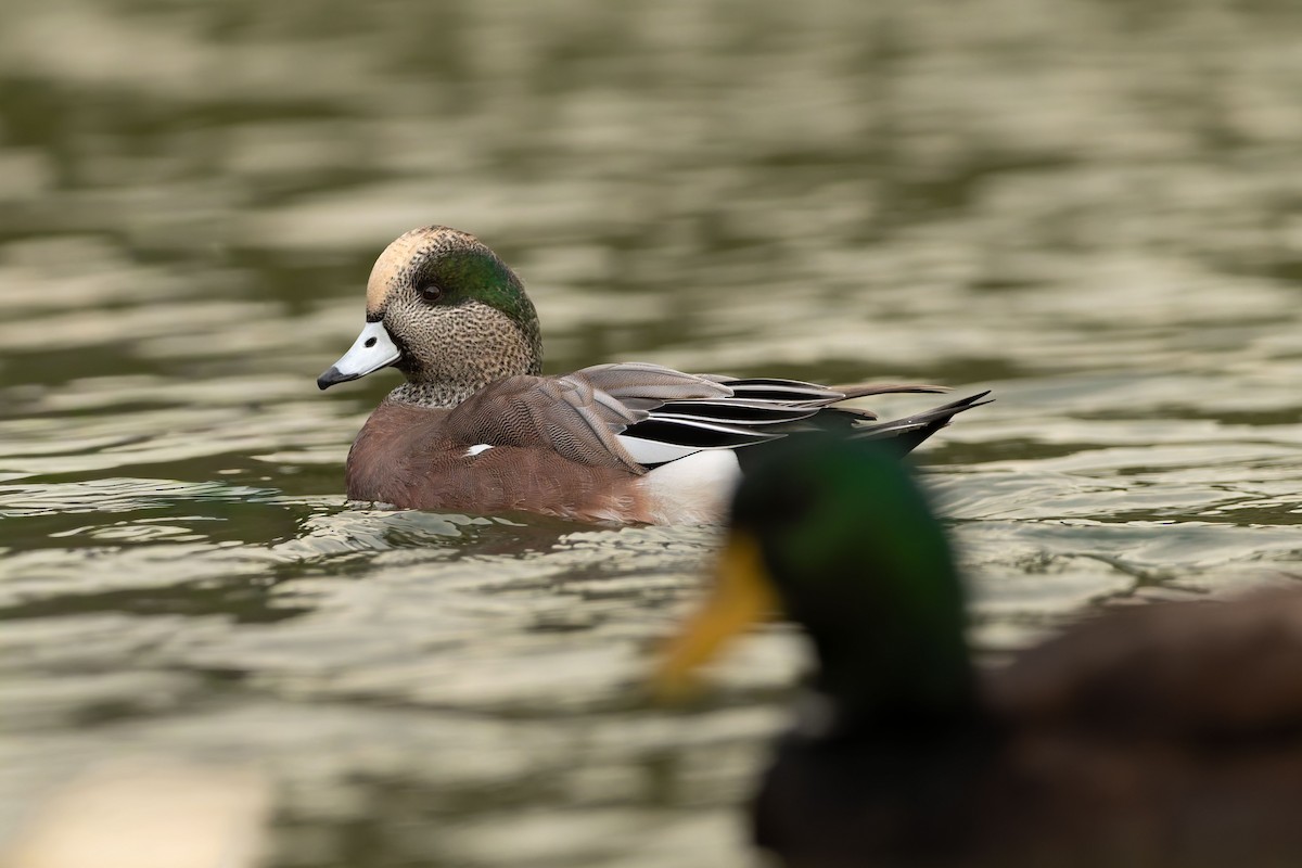 American Wigeon - ML644086675