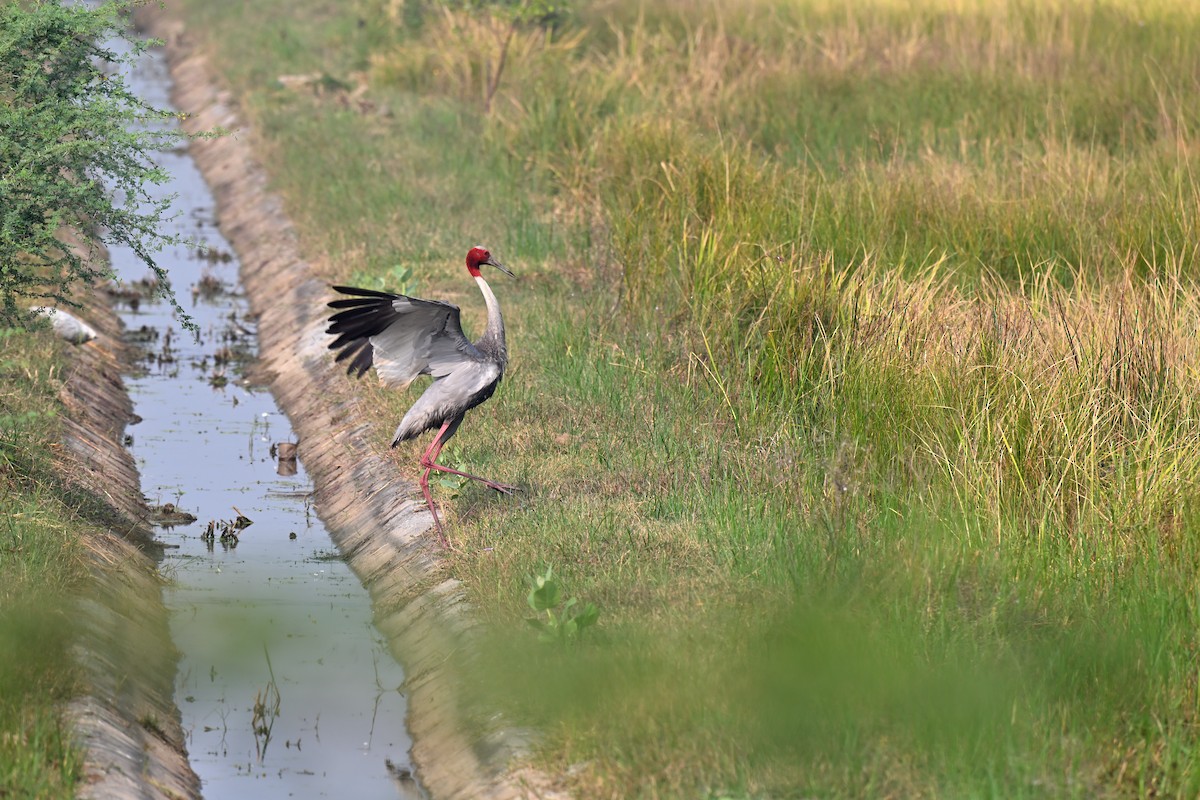 Sarus Crane - ML644086680