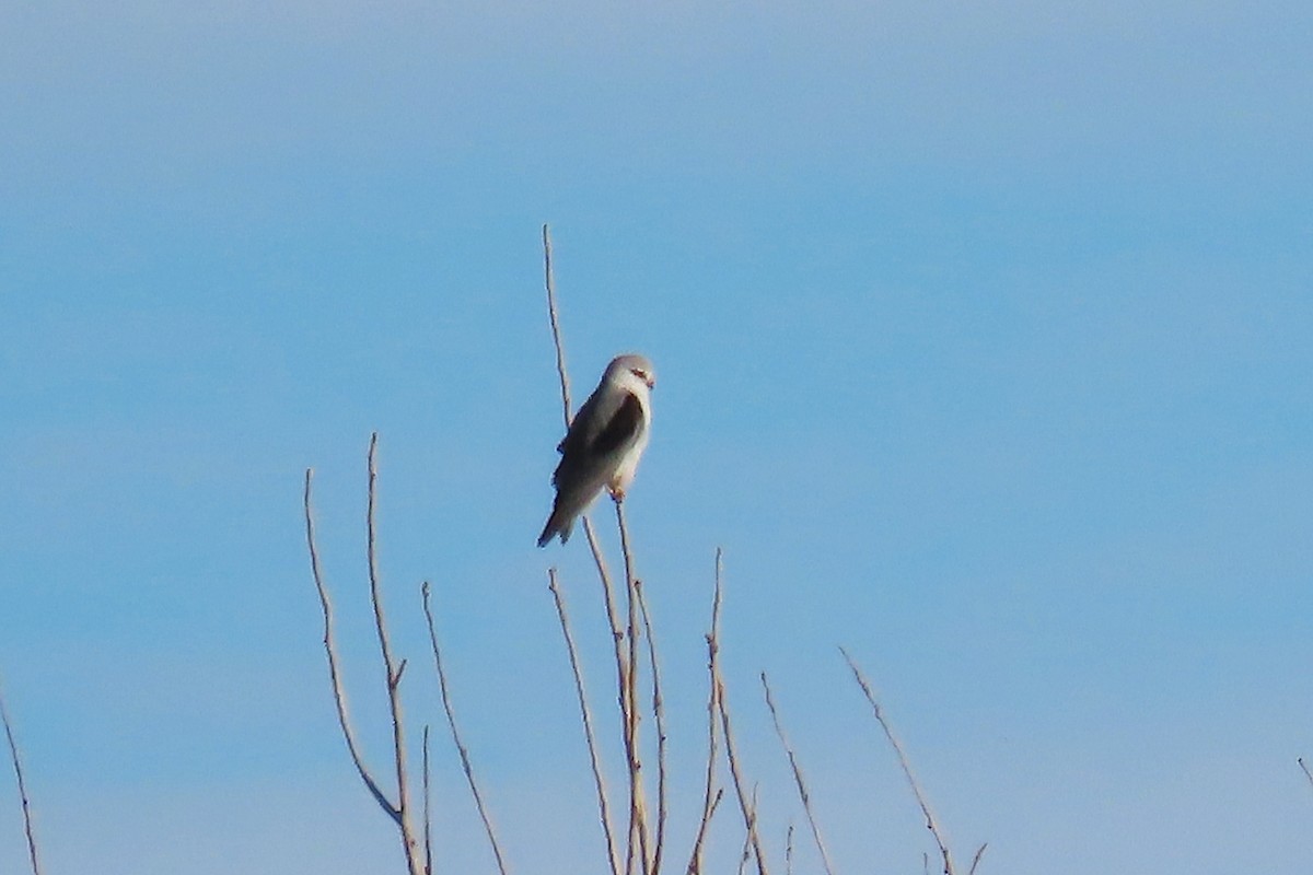 Black-winged Kite - ML644086681