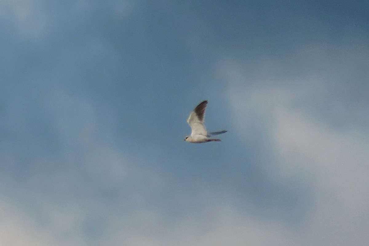 Black-winged Kite - ML644086682