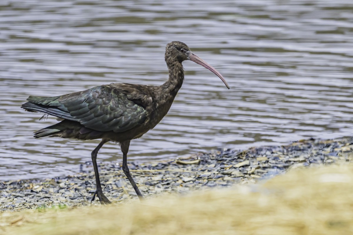 Ibis de Ridgway - ML644086707