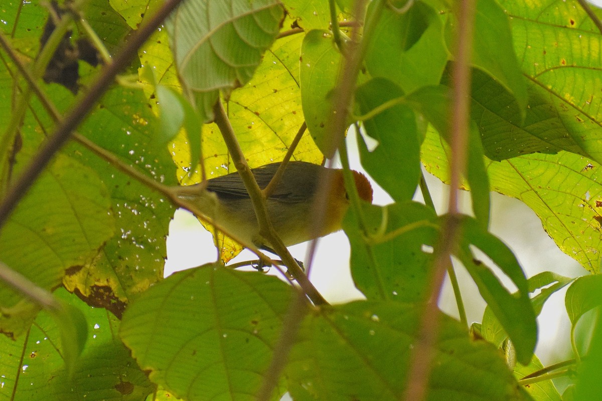 Orange-headed Tanager (Eastern) - ML644086710