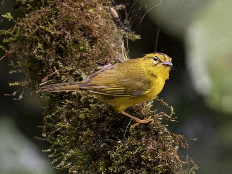 Choco Warbler - ML644086711