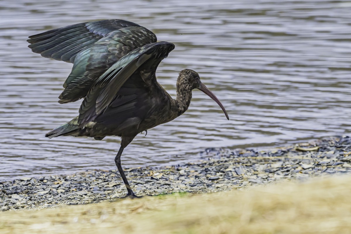 Ibis de Ridgway - ML644086735