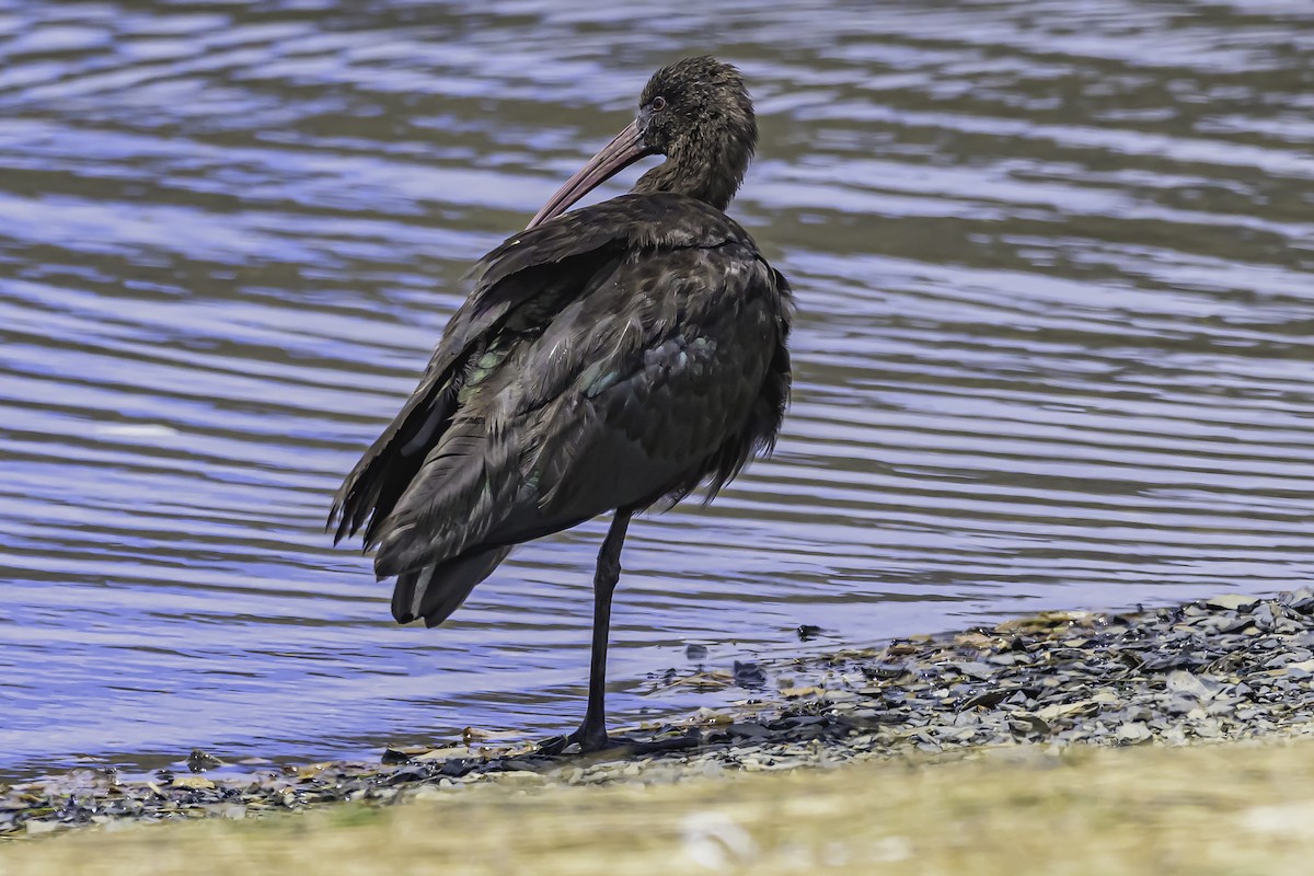 Ibis de Ridgway - ML644086744