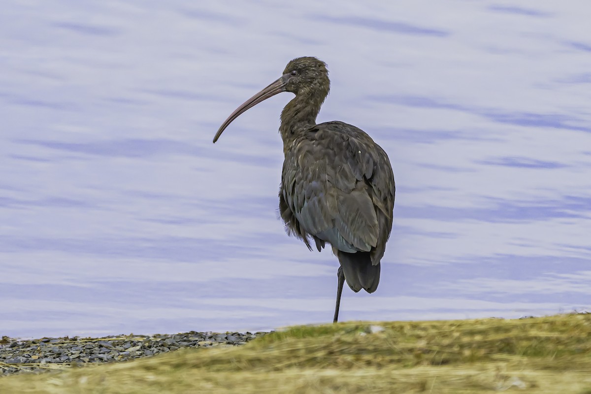 Ibis de Ridgway - ML644086747