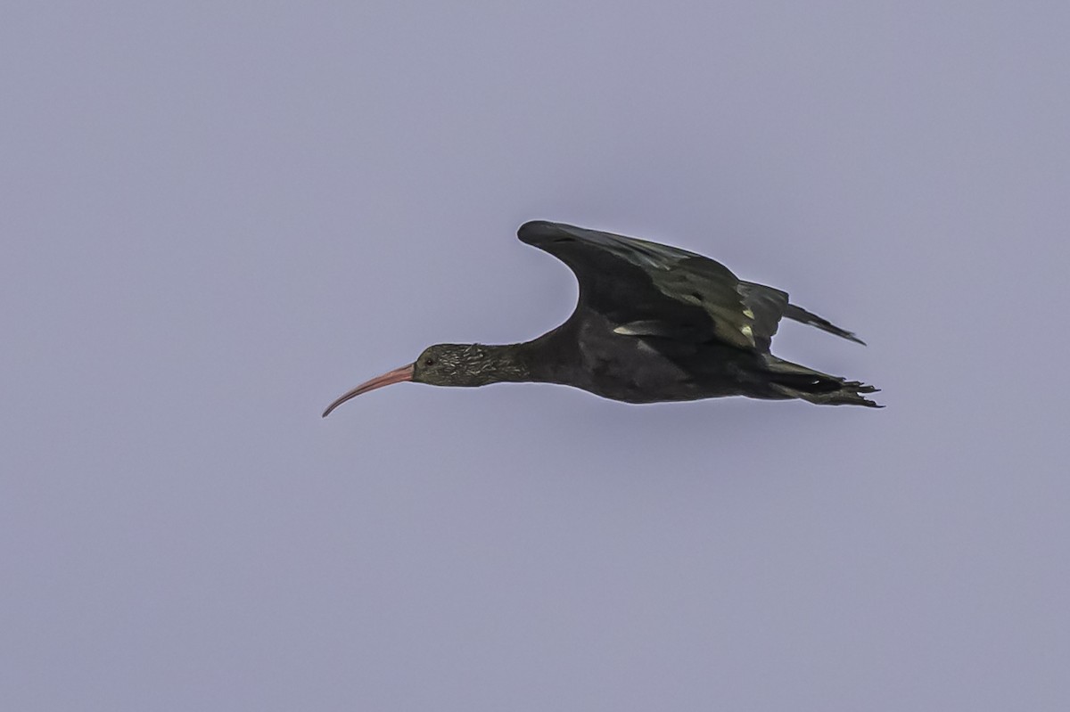 Ibis de Ridgway - ML644086787