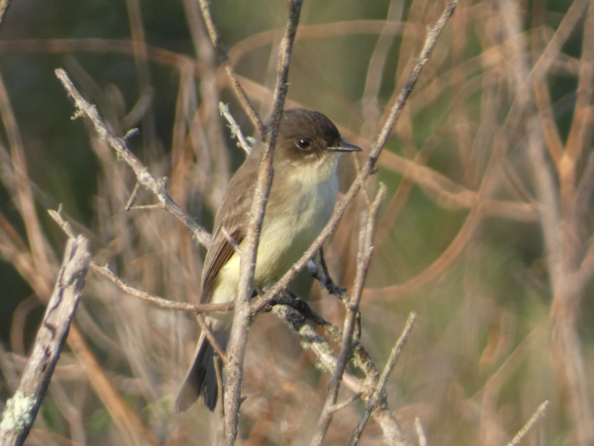 Eastern Phoebe - ML644086791