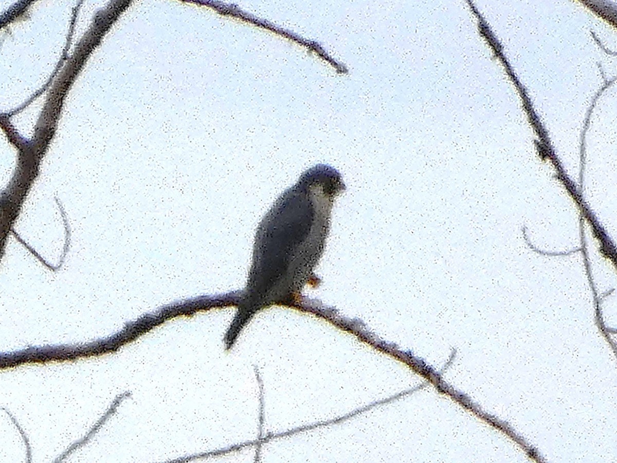 Peregrine Falcon - ML644086792