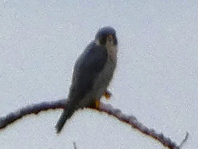 Peregrine Falcon - ML644086793