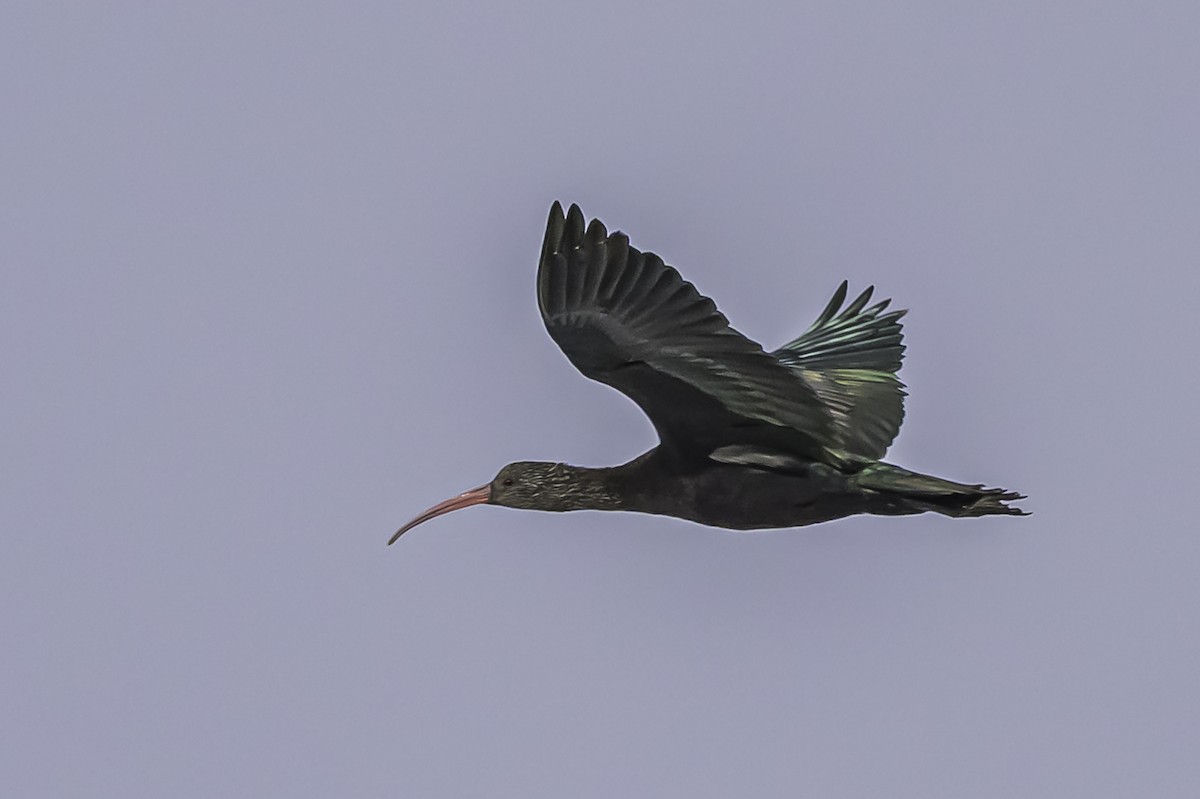 Ibis de Ridgway - ML644086798