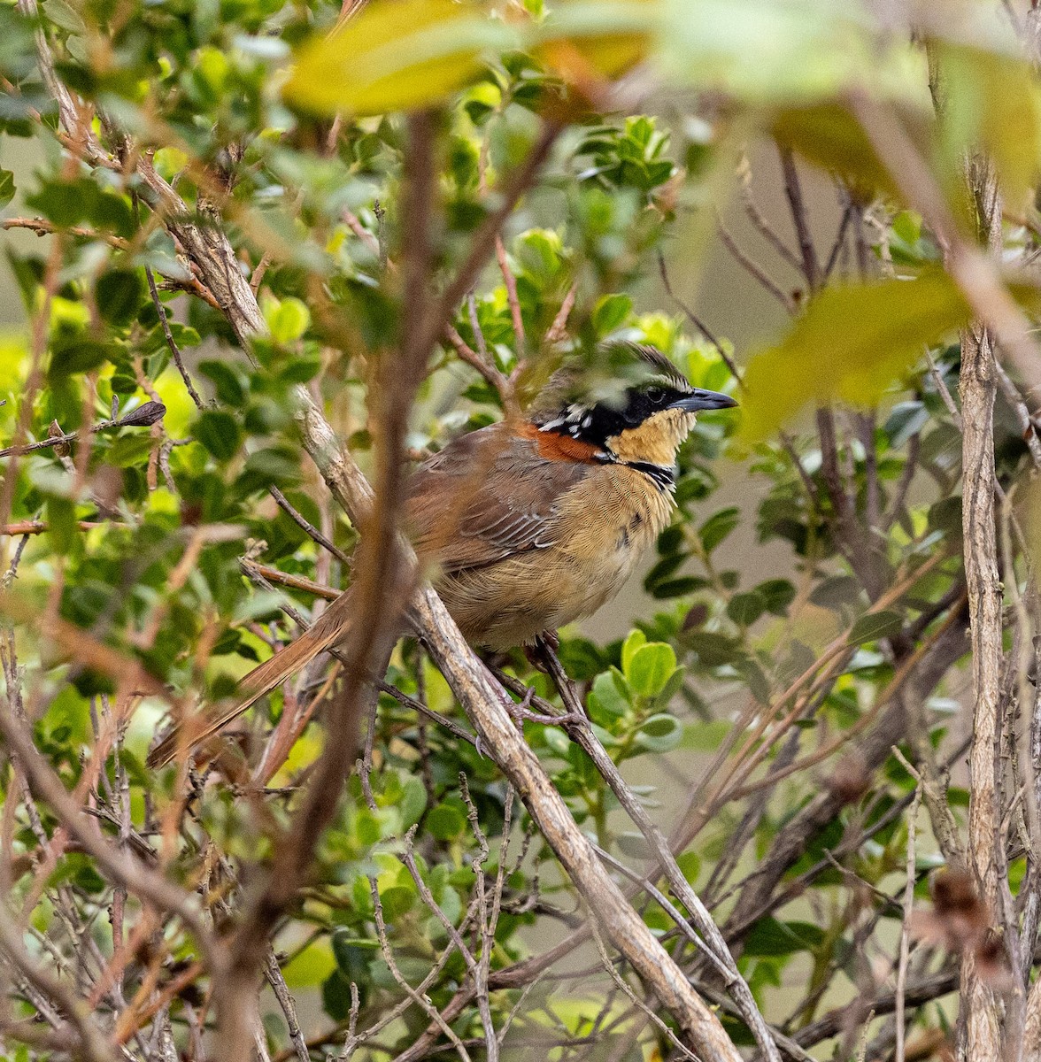 Collared Crescentchest (Collared) - ML644086799