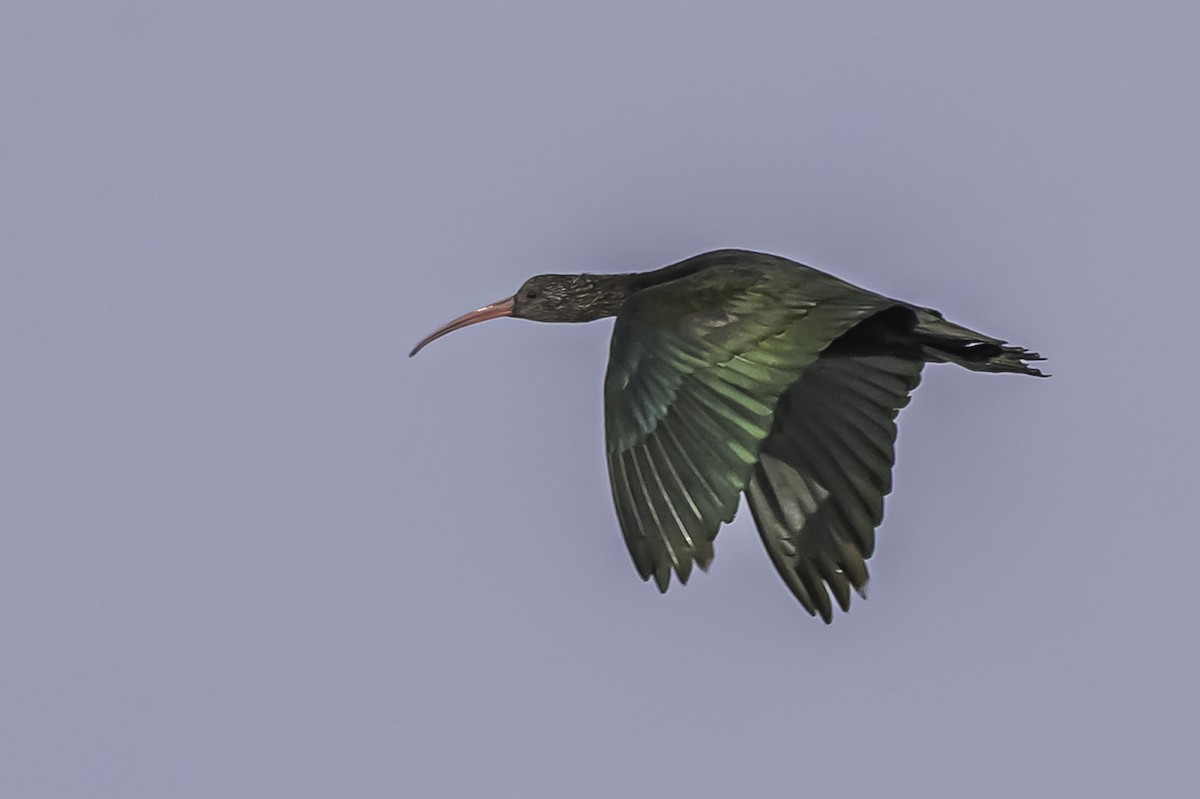 Ibis de Ridgway - ML644086803