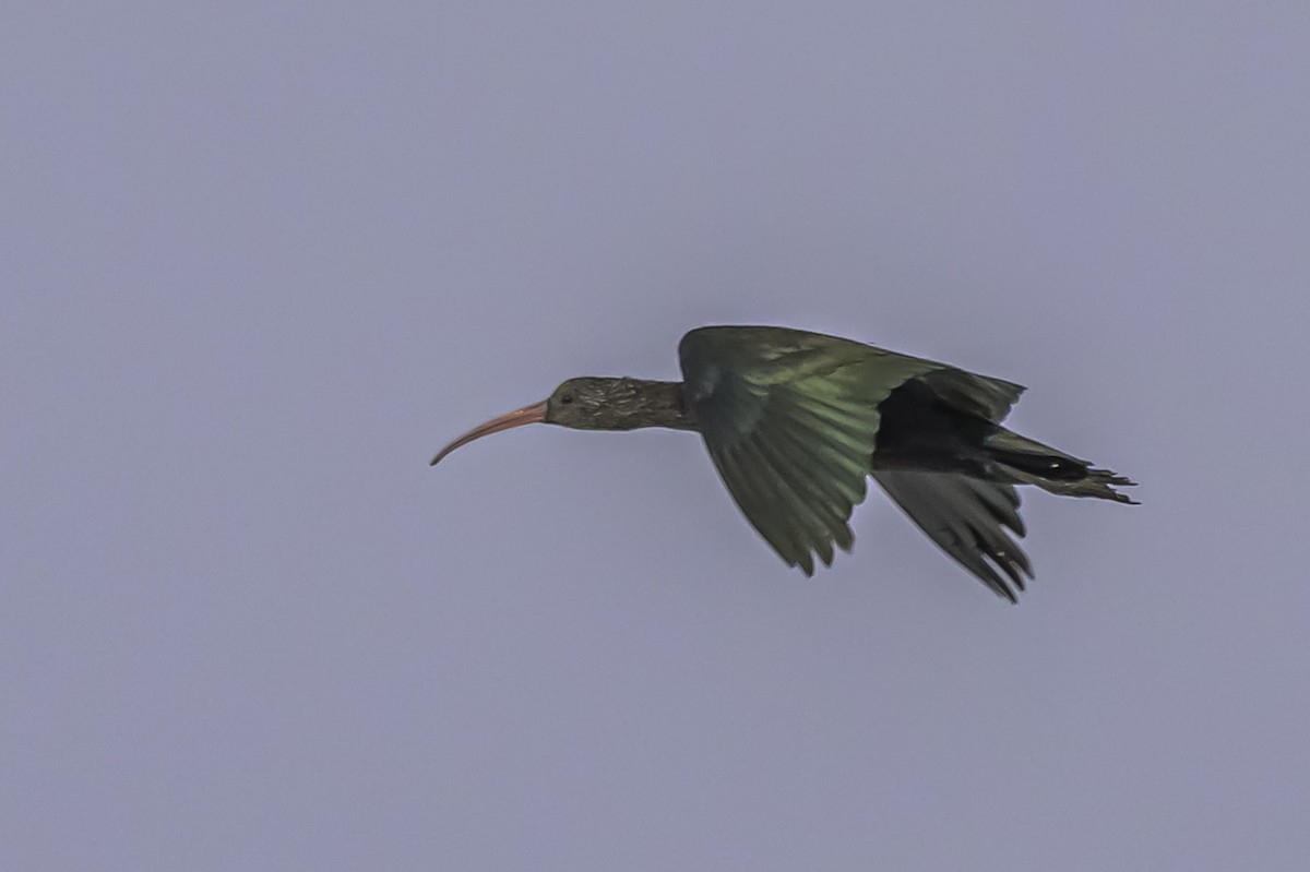 Ibis de Ridgway - ML644086806