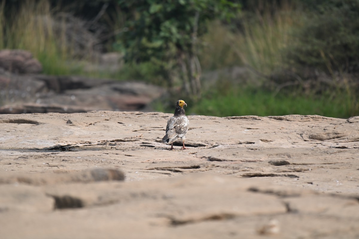 エジプトハゲワシ - ML644086809