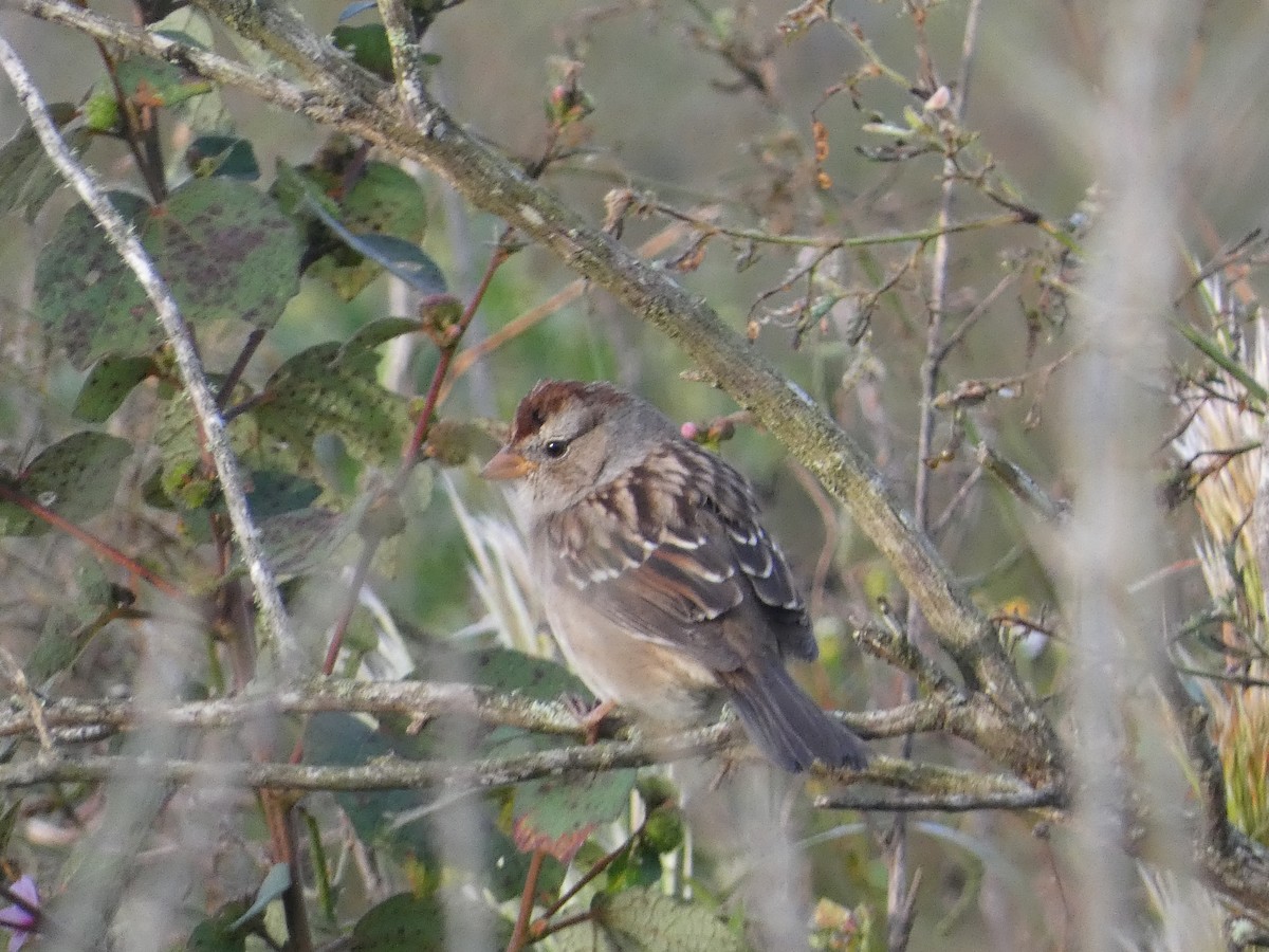White-crowned Sparrow - ML644086810