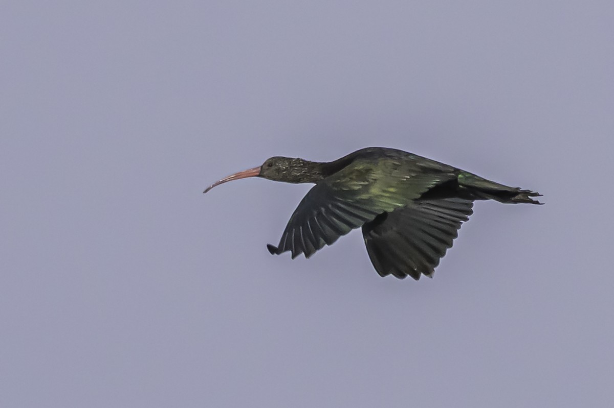 Ibis de Ridgway - ML644086811